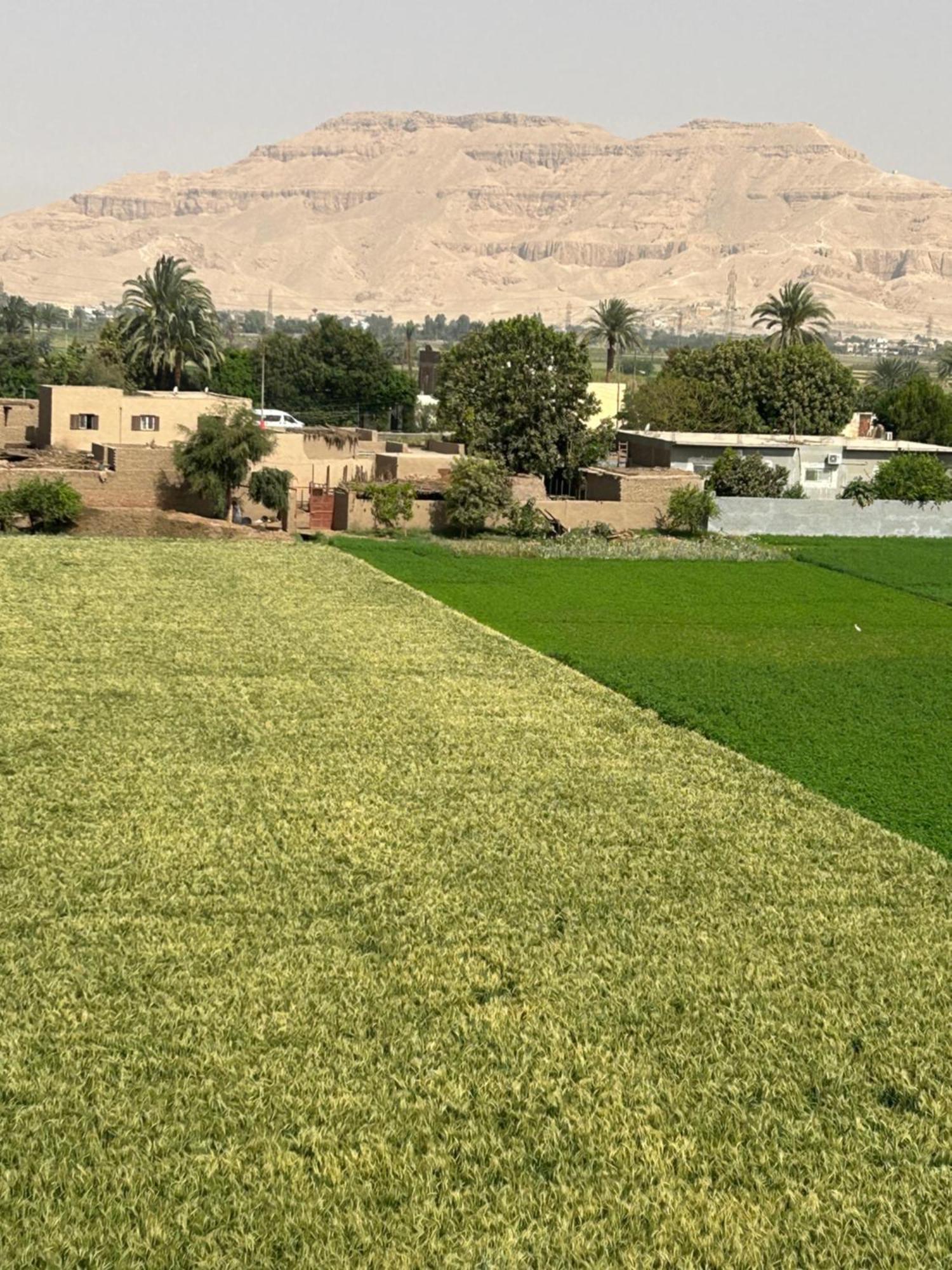 Lemon Tree Luxor * Lel Agalta