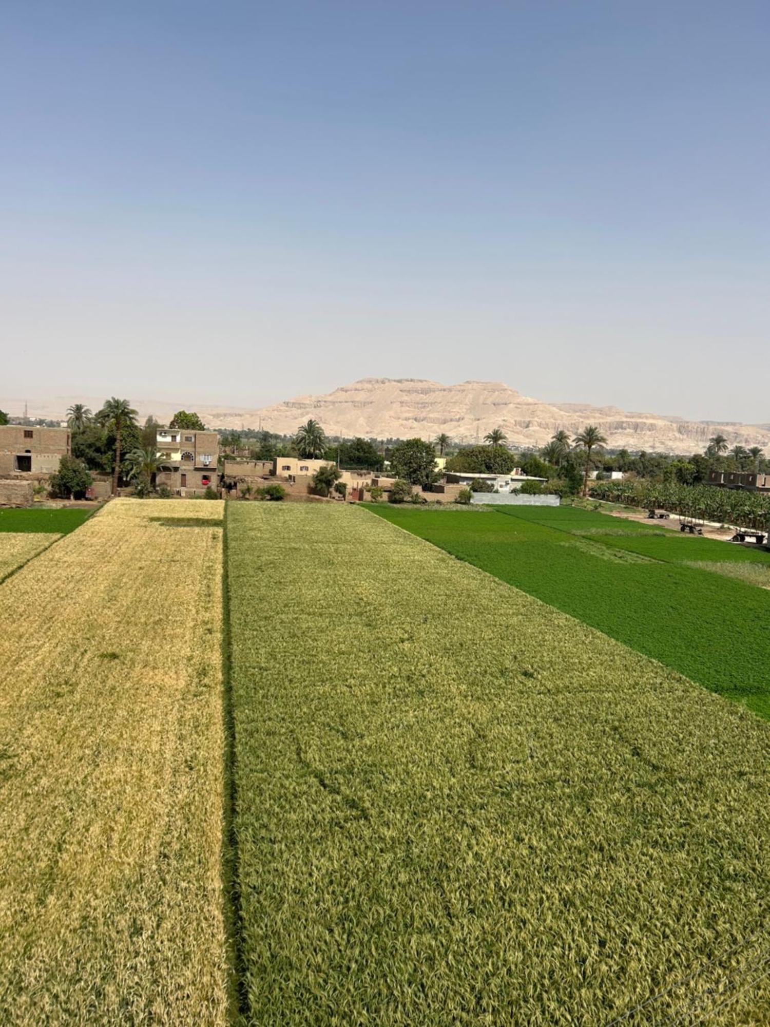Lemon Tree Luxor